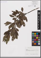 Foto von Salix aurita L.